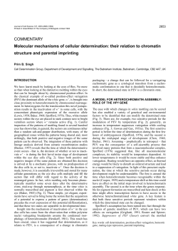 Molecular mechanisms of cellular determination: their relation to