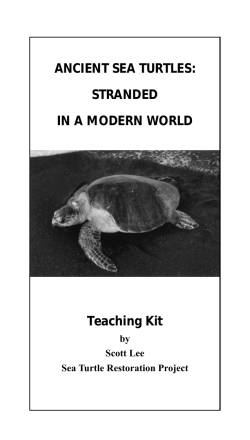 Ancient Sea Turtles: Stranded in a Modern World