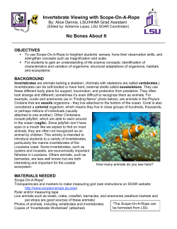 Invertebrate Viewing with Scope-On-A-Rope By