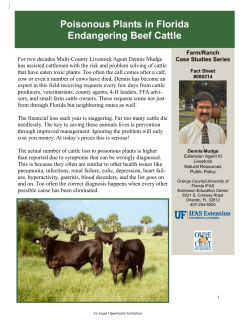 Poisonous Plants in Florida Endangering Beef Cattle