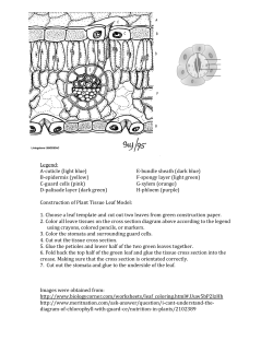 Plant Tissue Jigsaw Leaf Tissue Cross Section