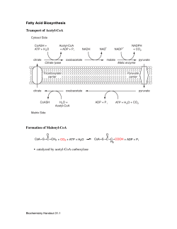 Fatty Acid Biosynthesis Transport of Acetyl