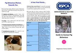 Guide to Guinea Pig Behaviour