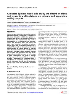A muscle spindle model and study the effects of static and dynamic &gamma;
