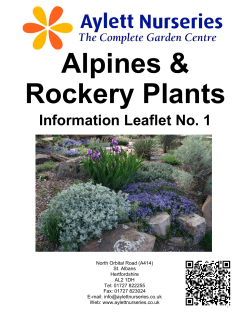 Alpines and Rockery