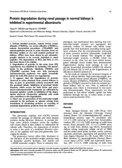 Protein Degradation during Renal Passage in