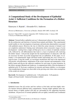A Computational Study of the Development of Epithelial Acini: I