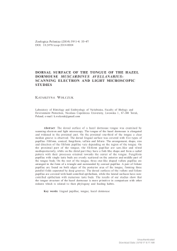 dorsal surface of the tongue of the hazel