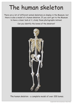 The human skeleton