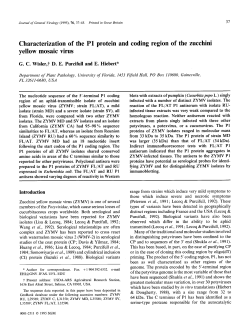 Characterization of the P1 protein and coding region of the zucchini