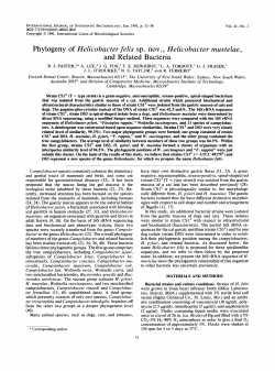 Phylogeny of Helicobacter felis sp. nov. , Helicobacter mustelae, and
