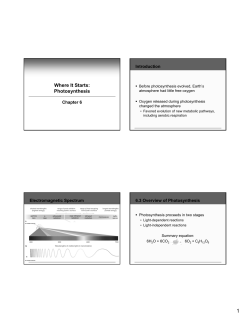 Where It Starts: Photosynthesis