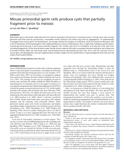 Mouse primordial germ cells produce cysts that