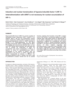 Subcellular localization of HIF-1(alpha) and ARNT