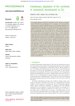 Evolutionary adaptation of the sensitivity of connexin26