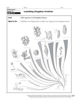 Labelling Kingdom Protista