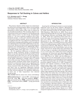 Responses to Tail Docking in Calves and Heifers