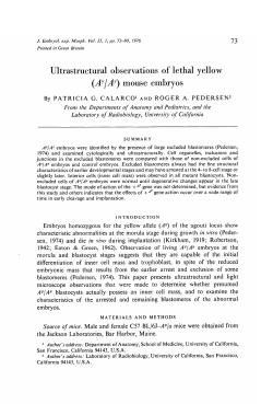 Ultrastructural observations of lethal yellow (A /A
