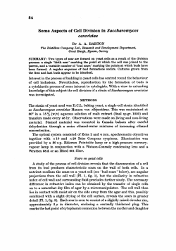 Some Aspects of Cell Division in Saecharomyces