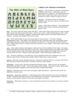 a bear`s life through the months