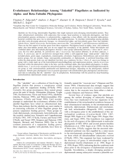 Evolutionary Relationships Among ``Jakobid`` Flagellates as