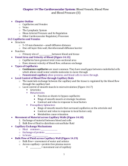 Chapter 14 The Cardiovascular System: Blood Vessels, Blood Flow
