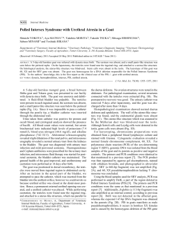 Polled Intersex Syndrome with Urethral Atresia