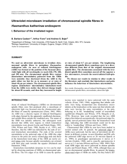 Ultraviolet microbeam irradiation of chromosomal spindle fibres in