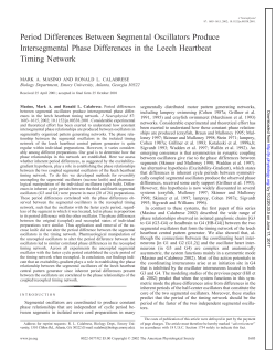 Period Differences Between Segmental Oscillators Produce