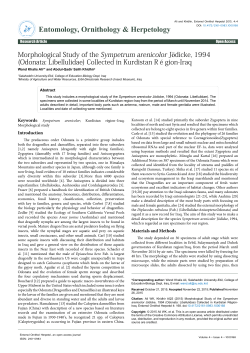 Morphological Study of the Sympetrum arenicolor J&ouml;dicke, 1994