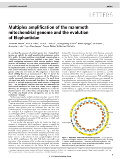 Multiplex amplification of the mammoth mitochondrial genome and