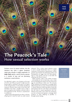 The peacock`s tale: how sexual selection works