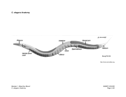 C. elegans Anatomy
