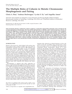 The Multiple Roles of Cohesin in Meiotic Chromosome