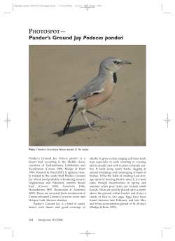 Pander`s Ground Jay Podoces panderi