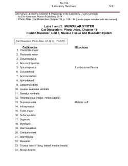 Labs 1 and 2: MUSCULAR SYSTEM Cat Dissection: Photo Atlas