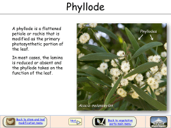 Phyllode