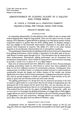 aerodynamics of gliding flight in a falcon and other birds