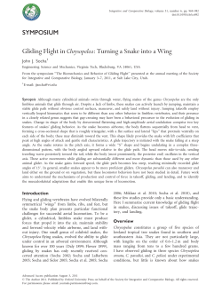 Gliding Flight in Chrysopelea: Turning a Snake