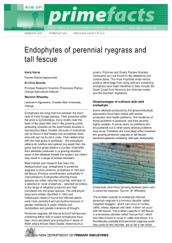 Endophytes of perennial ryegrass and tall fescue