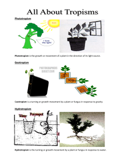 Phototropism Geotropism Hydrotropism
