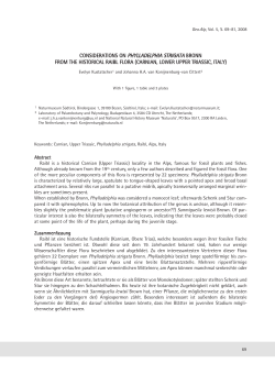 considerations on phylladelphia strigata bronn from the historical