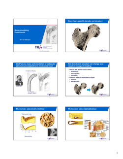 Bone remodeling Experiments Bone has a specific density and