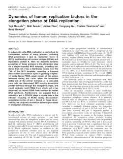 Dynamics of human replication factors in the elongation phase of