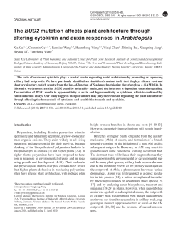 The BUD2 mutation affects plant architecture through