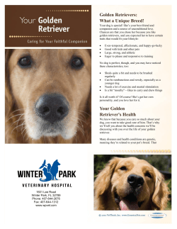 Golden Retriever - Winter Park Veterinary Hospital