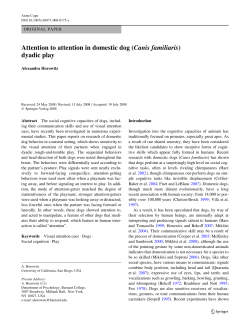 Attention to attention in domestic dog (Canis familiaris