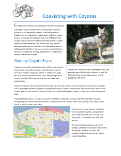Coyote Fact Sheet