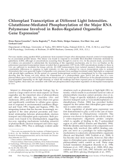 Chloroplast Transcription at Different Light