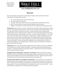 Rose Care - Wolf Hill Garden Center